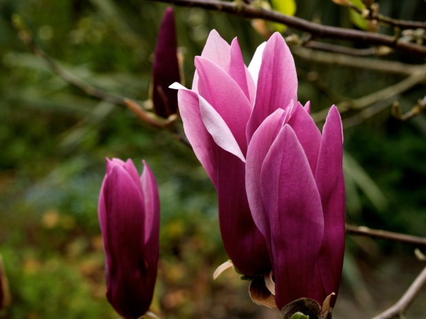 Magnolia liliiflora - sometimes known as the Tulip Magnolia